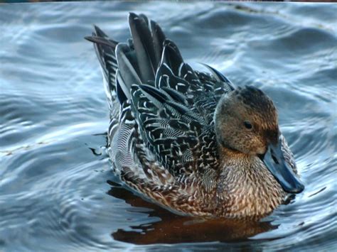 Saturday Th December Cornwall Birds Cbwps