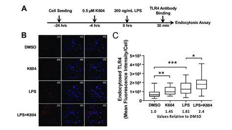 ACAT1 SOAT1 Inhibition By K604 Increases Endocytosis Of TLR4 In N9