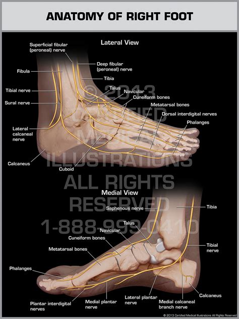 Foot Anatomy Chart