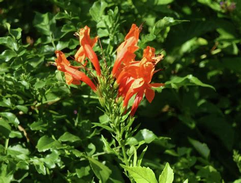 7 nectar-producing plants blooming this fall