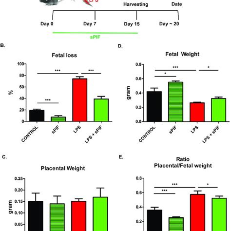 Experimental Setup And Fetal Outcomes After Lps Induced Insult And