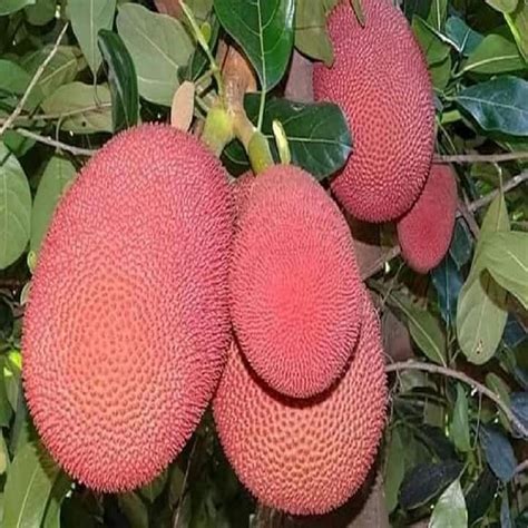 IXORA Jackfruit Thai Pink All Season Varikka Katahal Panasa Chakka