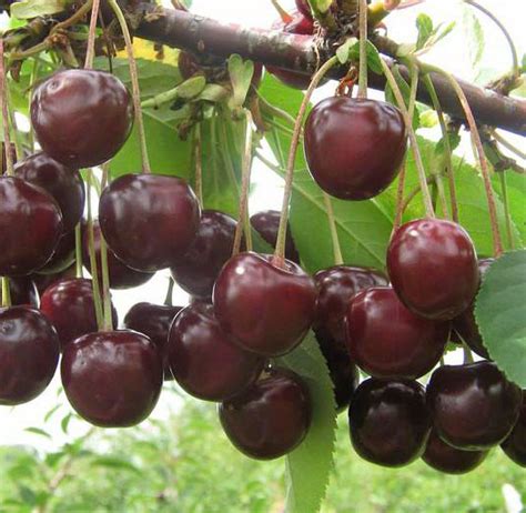 Купить саженцы Вишня Шпанка в питомнике. Для сорта Вишня Шпанка есть ...