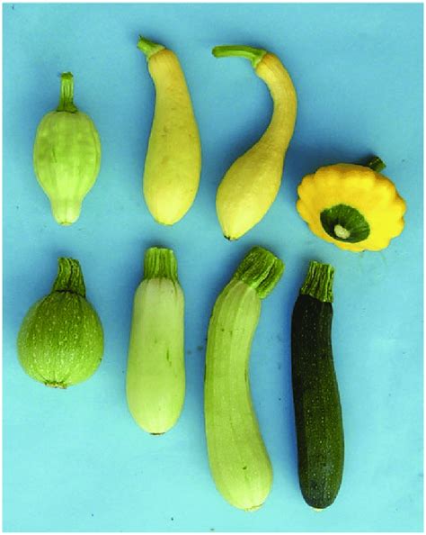 Young fruits of Cucurbita pepo, one from each edible-fruited ...