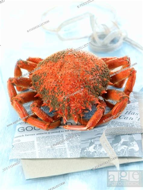 A Cooked Spider Crab Stock Photo Picture And Royalty Free Image Pic