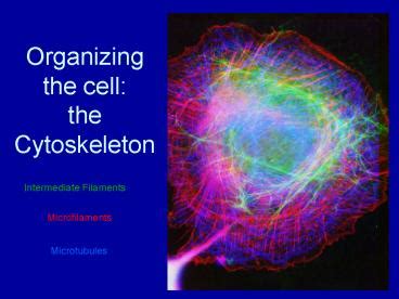 PPT Organizing The Cell The Cytoskeleton PowerPoint Presentation