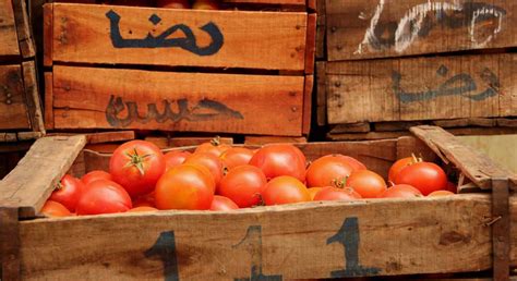 Los agricultores denuncian que la megalópolis del tomate de Mohamed VI