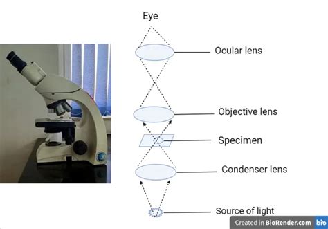 What Does The Light Microscope Do At Henry Renfroe Blog