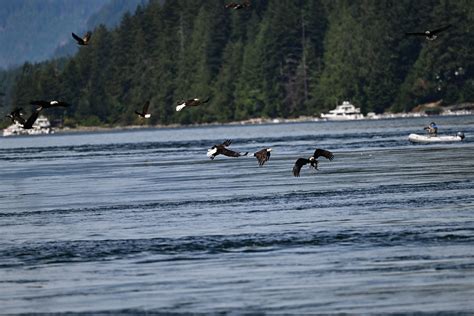 Bald Eagle Feeding Frenzy | Backcountry Gallery Photography Forums
