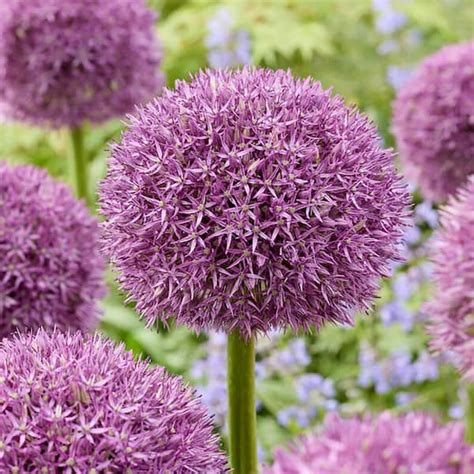 Garden State Bulb 20 22 Cm Purple Globemaster Giant Allium Flower Bulbs