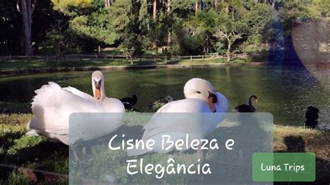 Eleg Ncia E Beleza Da Natureza Youtube