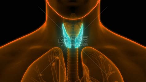 甲状腺肌体解剖术的人体基因层高清图片下载 正版图片507504858 摄图网