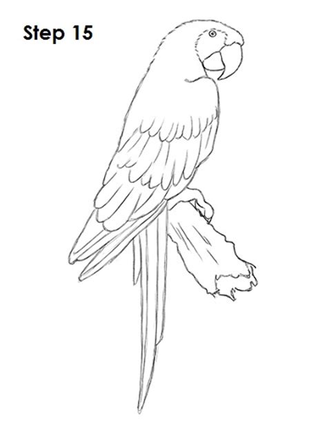 How To Draw A Scarlet Macaw Video And Step By Step Pictures