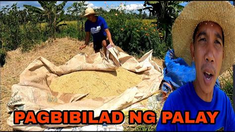 Pagbibilad Ng Palay Youtube