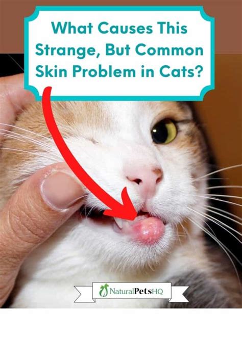 Vet Advice: 9 Surprising Reasons Your Cat’s Lip Is Swollen - NPHQ ...