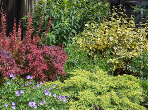 How To Plant A Mixed Shrub Border