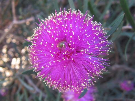 Melaleuca filifolia – Muchea Tree Farm