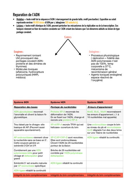 Fiche Sythese R Paration De L Adn Reparation De Ladn Mutation