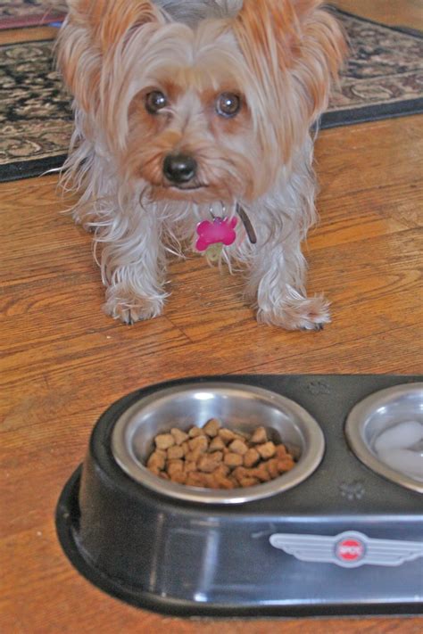 best food for yorkie dogs - Peachy-Keen Online Diary Pictures