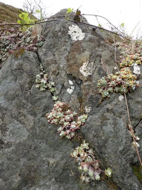 Sedum Spathulifolium North American Rock Garden Society