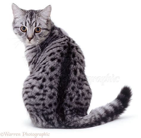 Silver spotted cat looking back photo WP03360