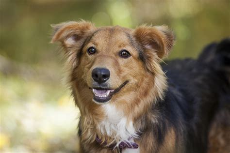 Happy Tails: Mora the Aussie/Sheltie mix - Daily Dog Tag