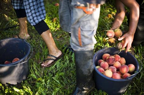 Waste to wealth: the hidden potential of waste from fruit