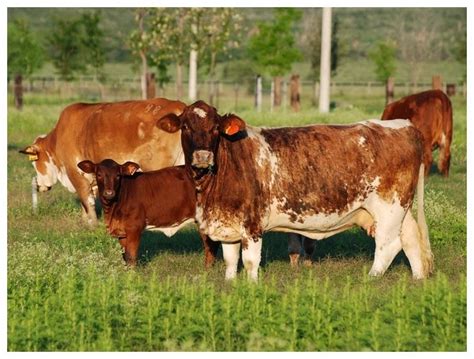 Generalidades de la Ganadería Bovina Beefmaster