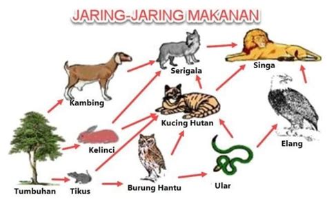 Jaring-Jaring Makanan Tiap Makhluk Hidup Yang Perlu Kamu Tahu - Muffingraphics.com