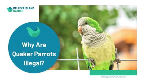 The Musical Melodies of Quaker Parrots - Save The Eagles