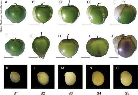 SciELO Brasil Physiological Quality Of Physalis Ixocarpa Brot Ex