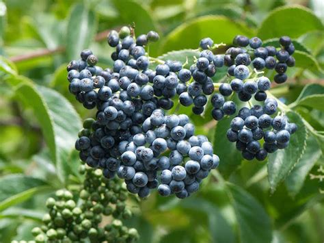 Blue Elderberry Sambucus Nigra Spp Caerulea Putah Creek Council