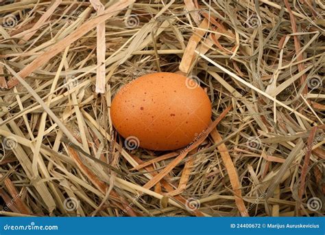 Egg In Straw Nest Stock Photo Image Of Birth Eggs Nest 24400672