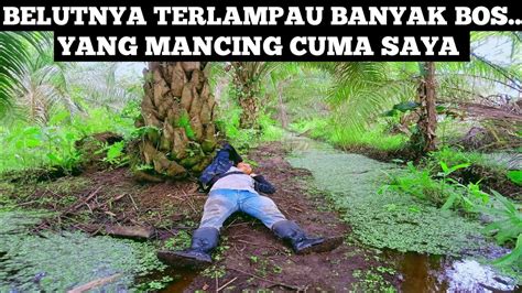 Auto Terkapar Belut Monster Di Kebun Sawit Ini Tak Ada Habis