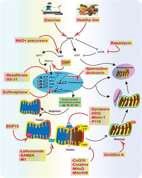 Frontiers Mitochondrial Dysfunction And Oxidative Stress In Alzheimer