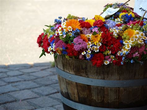 Sommerblumen Blumen Bunt Kostenloses Foto Auf Pixabay