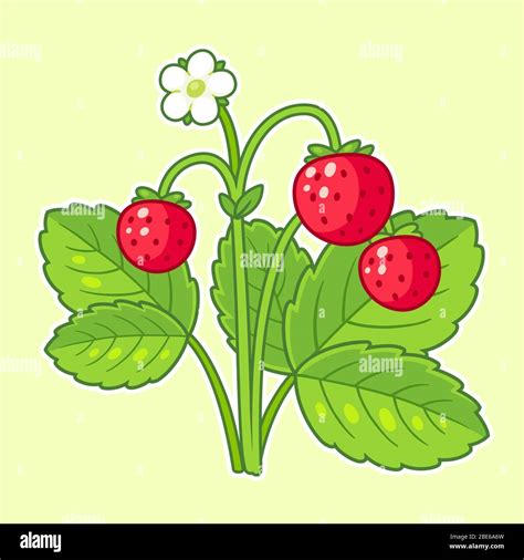 Dibujo De Plantas De Fresa Silvestre Con Hojas Flores Y Bayas Maduras Ilustración De Dibujos