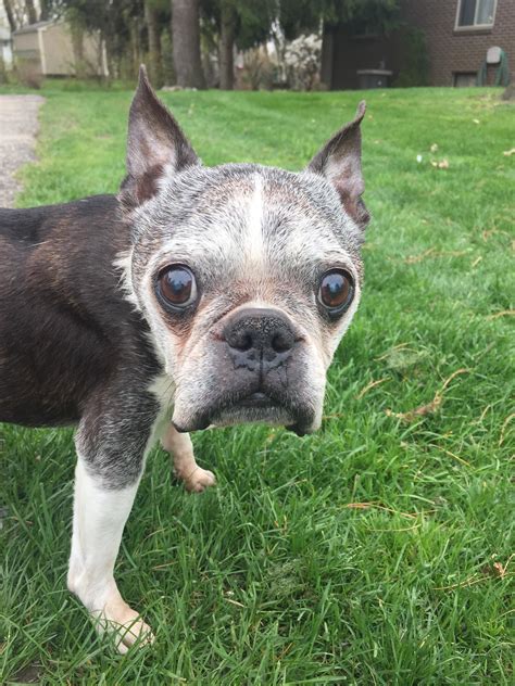 A Very Old Gentleman Best Boy Ever Rbostonterrier