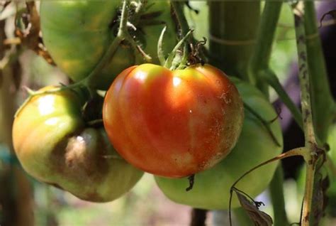 8 conseils pour protéger vos tomates du mildiou