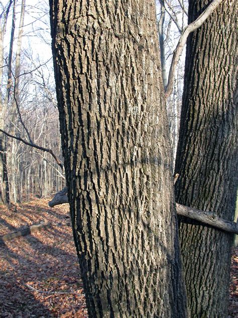 White Ash Tree Bark