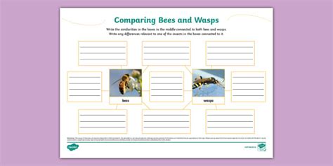 New Bees And Wasps Comparison Mind Map Teacher Made