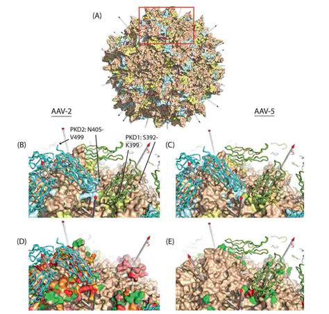 Structural Research Of Adeno Associated Virus Creative Biostructure