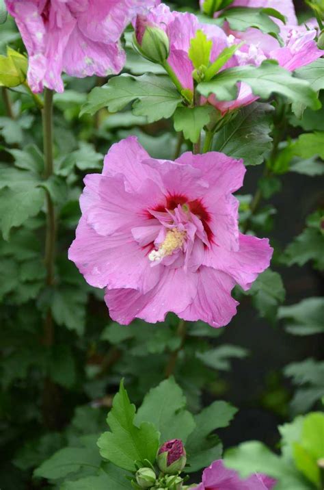 Hibiskus Tahiti® Luberaat