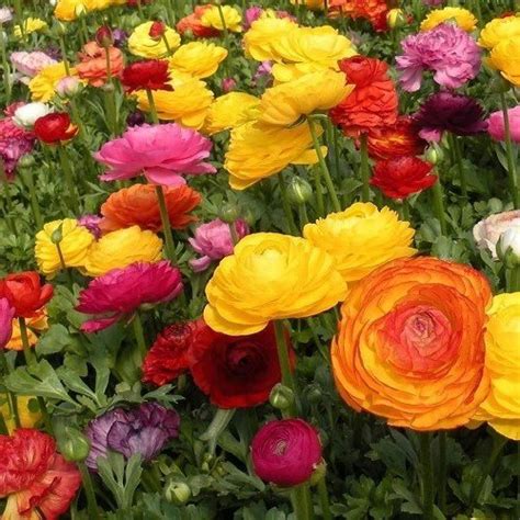 Ranunculus Rainbow Mix 20 Greenleaf Nurseries