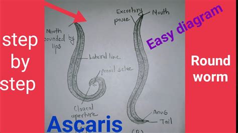 How To Draw Ascaris Lumbricoids Step By Step For Beginners In A Very Easy Way Round Worm Youtube