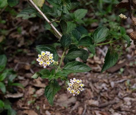 Common Lantana From Bunya Mountains Qld Australia On December