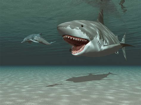 Megalodon vs Sperm Whale: Who Would Win in a Fight? - A-Z Animals