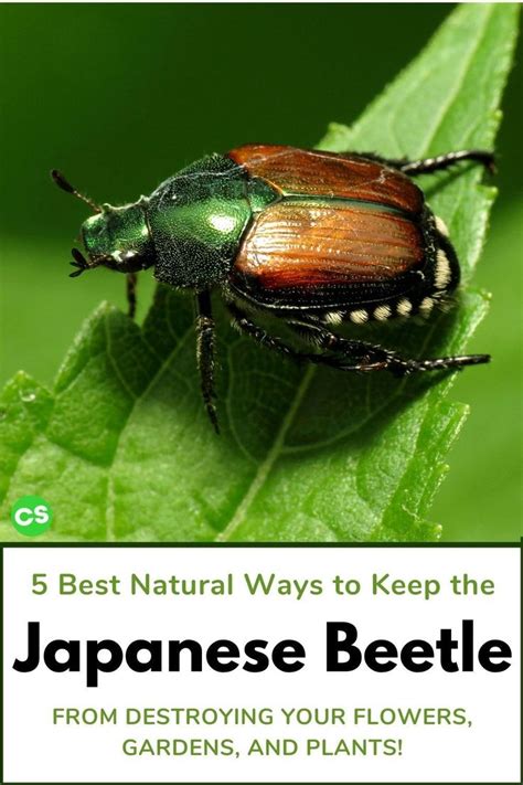 5 Best Ways To Get Rid Of Japanese Beetles Naturally Japanese Beetles