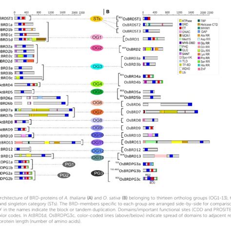 Comparison Of Gene Structure And Organization Of Brd Genes From A