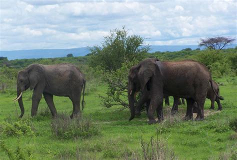 Ruaha National Park Sironka Tours Safaris Limited